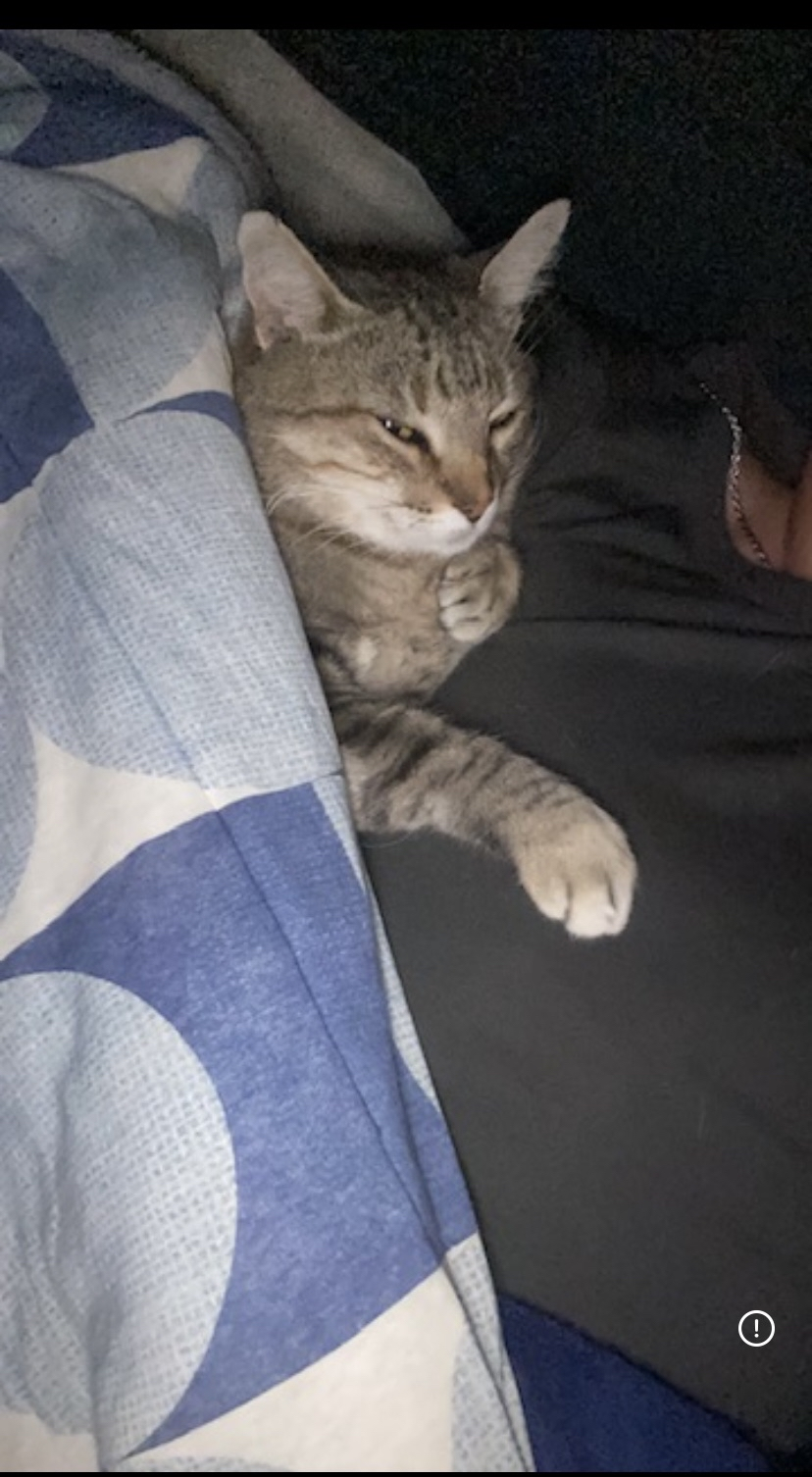Meu gato no sofá